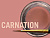 MiYO_pink_Carnation